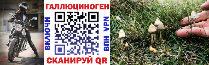 Галлюциногенные грибы Psilocybine cubensis  Кандалакша 